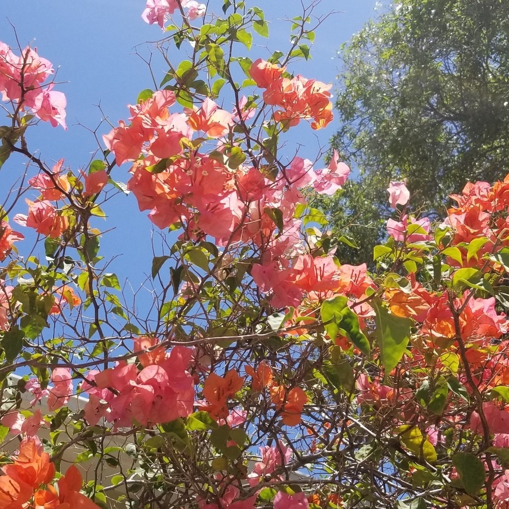 Meet your Posher, Meghan